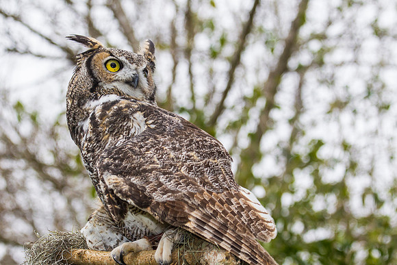 Great horned owl KAC8948