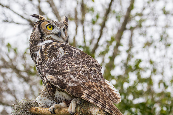 Great horned owl KAC8949