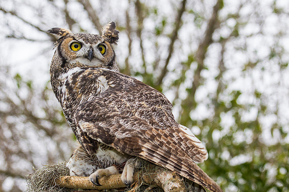 Great horned owl KAC8951