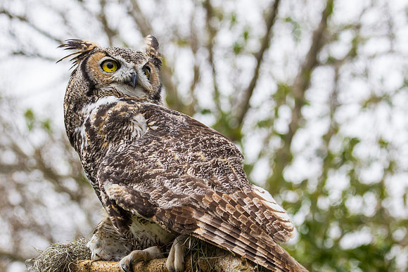 Great horned owl KAC8952
