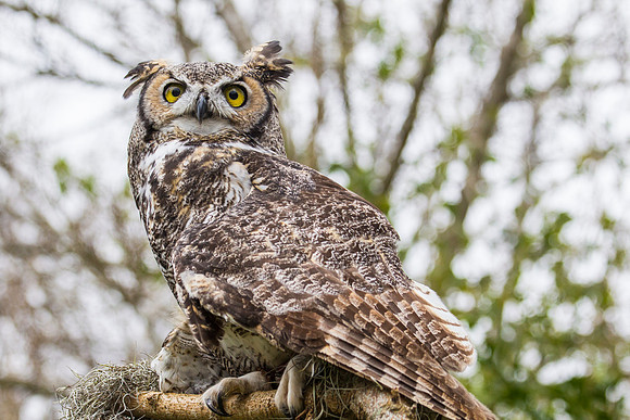 Great horned owl KAC8954