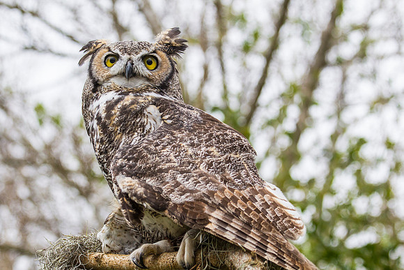 Great horned owl KAC8955