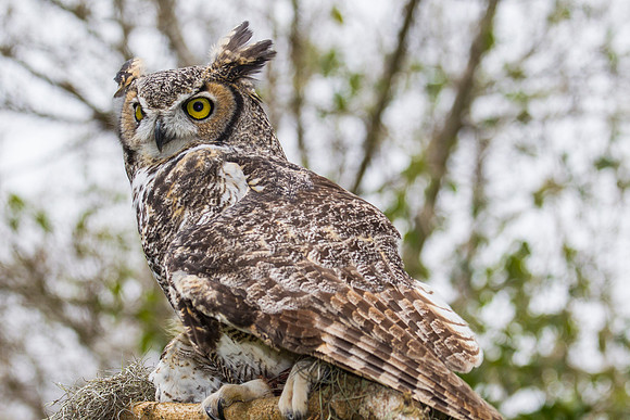 Great horned owl KAC8956