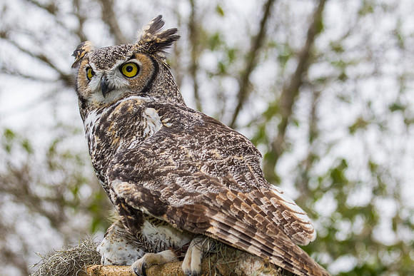 Great horned owl KAC8957