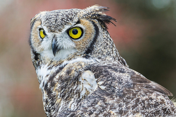 Great horned owl KAC8959