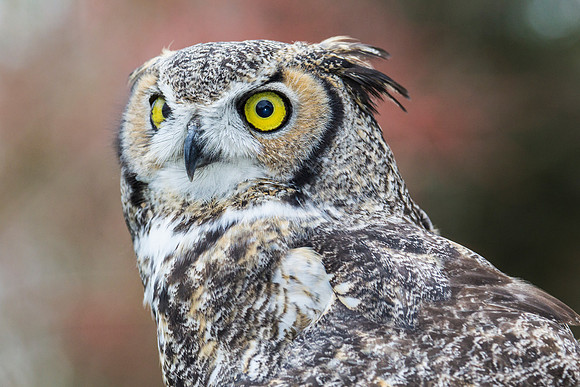 Great horned owl KAC8960