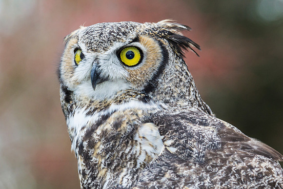 Great horned owl KAC8961