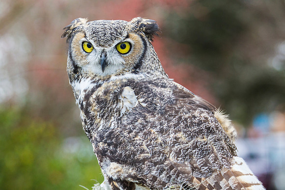 Great horned owl KAC8964