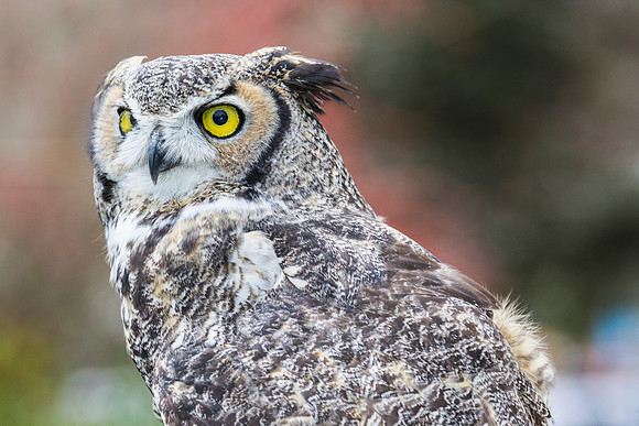 Great horned owl KAC8966