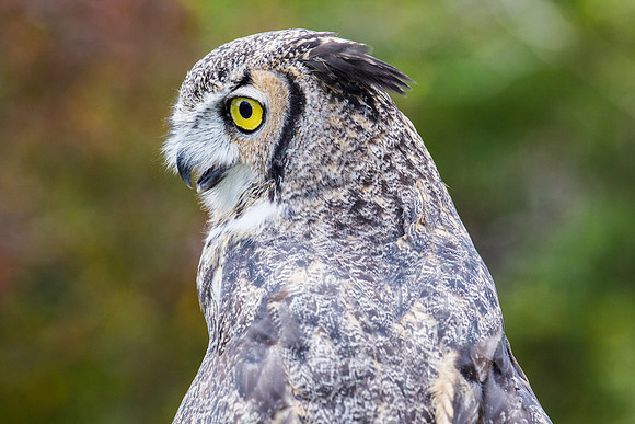 Great horned owl KAC8969