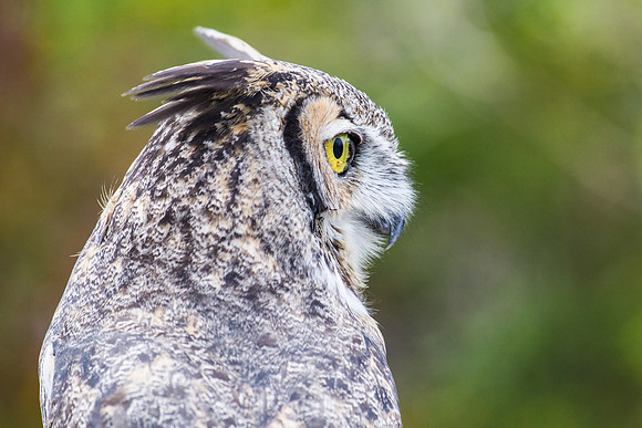 Great horned owl KAC8970