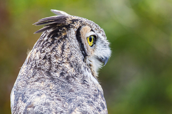 Great horned owl KAC8971