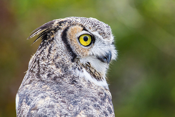 Great horned owl KAC8972