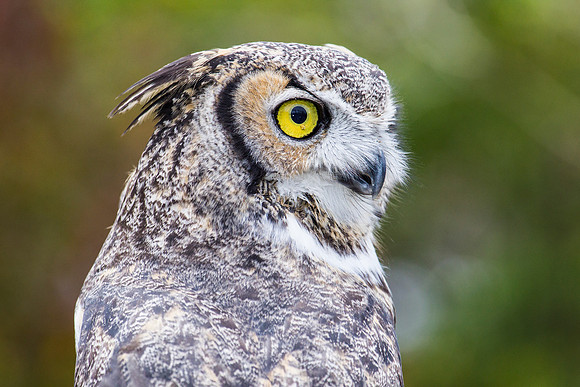 Great horned owl KAC8974