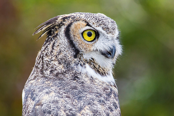 Great horned owl KAC8975