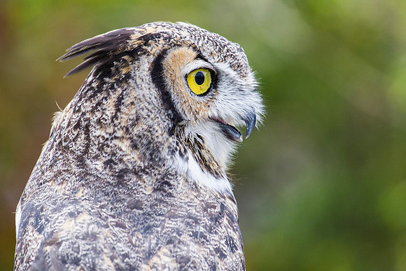 Great horned owl KAC8976