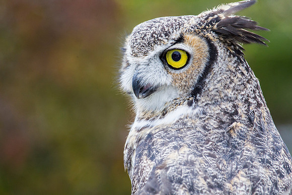 Great horned owl KAC8978