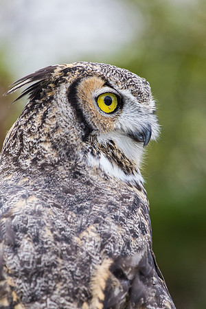 Great horned owl KAC8981