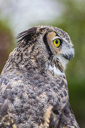Great horned owl KAC8982