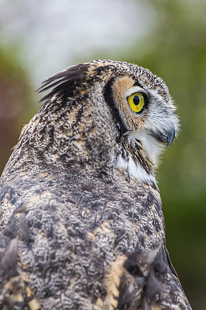 Great horned owl KAC8984