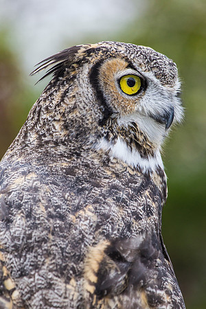 Great horned owl KAC8991