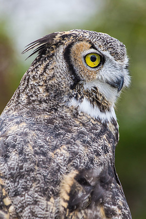 Great horned owl KAC8992