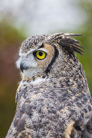 Great horned owl KAC8993