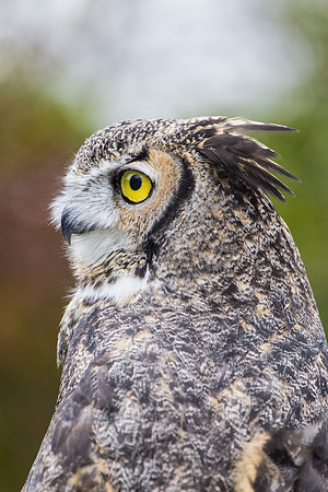 Great horned owl KAC8994
