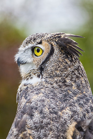 Great horned owl KAC8995