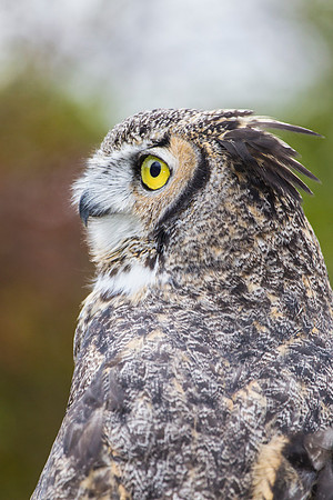 Great horned owl KAC8996