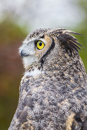 Great horned owl KAC8997