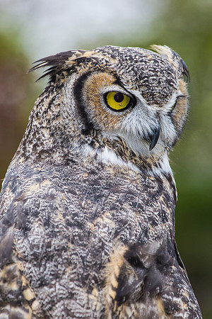 Great horned owl KAC8998