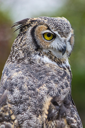 Great horned owl KAC9000