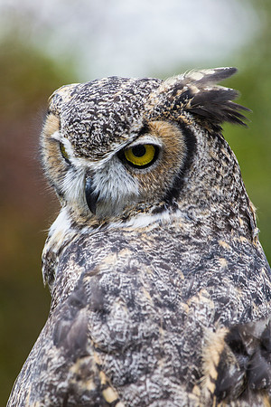 Great horned owl KAC9002