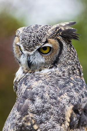 Great horned owl KAC9003