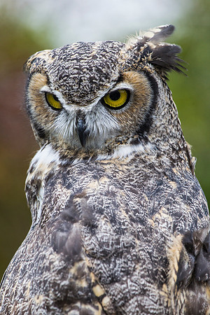 Great horned owl KAC9004