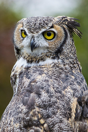 Great horned owl KAC9006