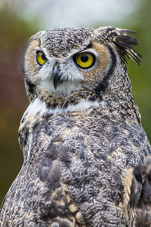 Great horned owl KAC9011