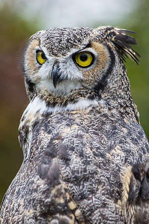 Great horned owl KAC9012