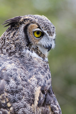 Great horned owl KAC9013