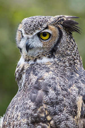 Great horned owl KAC9015