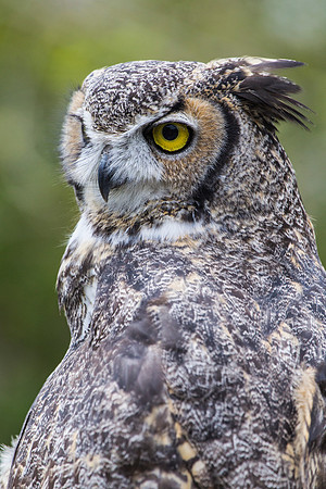 Great horned owl KAC9016
