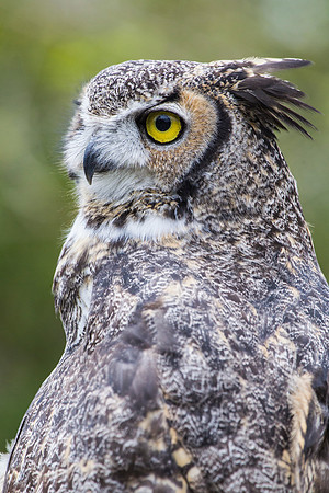 Great horned owl KAC9017