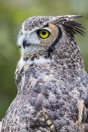 Great horned owl KAC9018