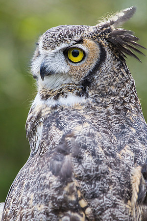 Great horned owl KAC9019