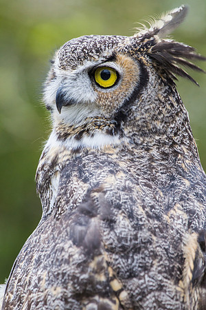Great horned owl KAC9020