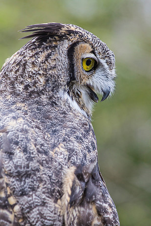 Great horned owl KAC9021
