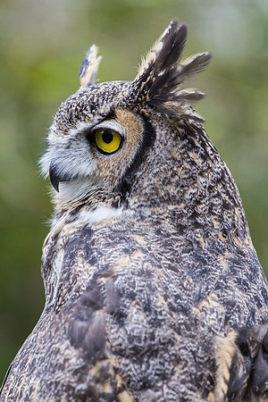 Great horned owl KAC9025