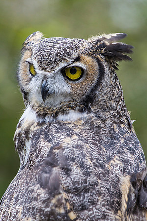 Great horned owl KAC9030