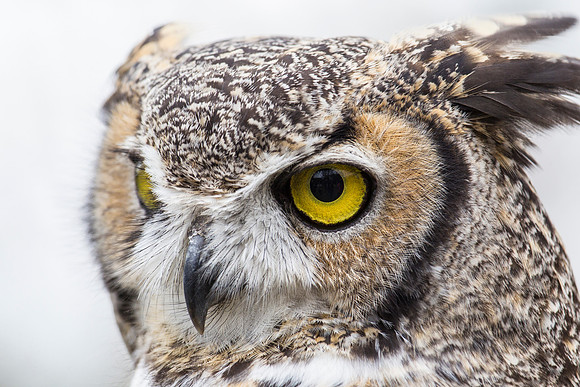 Great horned owl KAC9032